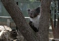 Close Ã¢â¬â up of a Koala ( Phascolarctos cinereus) Royalty Free Stock Photo